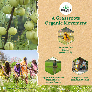 A TATA Product - Organic India Tulsi Ginger - 25 Tea Bags, Rich in Antioxidants, Supports Digestion, Stress Relieving, Helps Boost Metabolism, Caffeine-Free, Whole Herbs Certified Organic